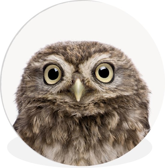 WallCircle - Wall Circle - Wall Circle Indoor - Animaux - Hibou - Wit - 140x140 cm - Décoration murale - Peintures Ronds