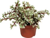 Portulacaria Afra Variegata | Vetplanten Mix - Per Stuk - Kamerplant ⌀10,5 - ↕20 cm