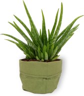 Aloe Vera Kamerplant - ± 30cm hoog - 12cm diameter - in groene sierzak