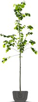 Lindeboom | Tilia cordata Greenspire | Stamomtrek: 10-12 cm