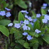 6x Omphalodes verna - Amerikaans vergeet-mij-nietje - Pot 9x9 cm