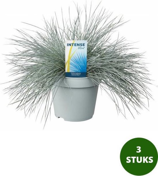 Foto: Blauw schapengras festuca glauca intense blue winterhard 3 planten potmaat 17 cm