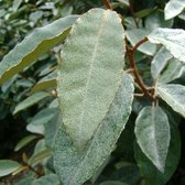 12 x Olijfwilg - Elaeagnus ebbingei 'Compacta' - Haagplant - Pot 9x9 cm