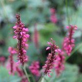 3x Persicaria amplexicaulis ‘J.S. Caliente’® - Adderwortel - Pot 9x9 cm