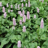 6x Persicaria bistorta ‘Superba’ - Adderwortel - Pot 9x9 cm