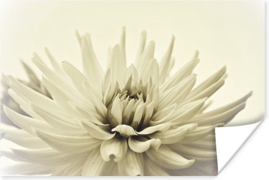 Poster Witte dahlia bloem sepia fotoprint - 30x20 cm