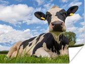 Friese koe die op vers groen gras ligt Poster 40x30 cm - klein - Foto print op Poster (wanddecoratie woonkamer / slaapkamer) / Boerderijdieren Poster