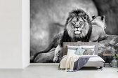 Behang - Fotobehang Leeuw en een leeuwin liggend op een rots - zwart wit - Breedte 330 cm x hoogte 240 cm