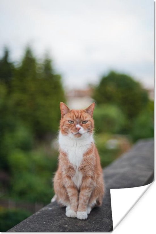 Kat zittend op balustrade Poster 60x90 cm - Foto print op Poster (wanddecoratie)