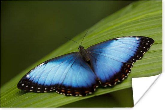Morpho vlinder op blad Poster 60x40 cm - Foto print op Poster (wanddecoratie)