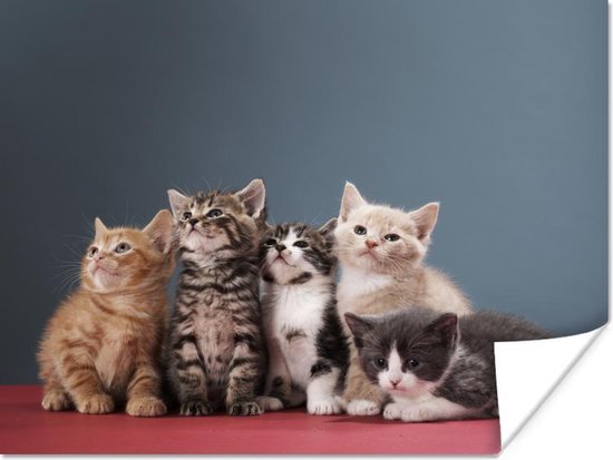 Poster Kittens - Blauw - Roze - Meisjes - Kinderen - Jongens - Kind - 40x30 cm