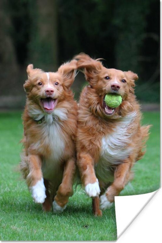 Poster Twee honden spelen met bal - 80x120 cm