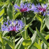 6x Centaurea montana 'Coerulea' - Bleuet des montagnes - Pot 9x9 cm