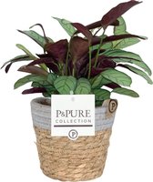 ZynesFlora - Ctenanthe Amagris in Mandje - Ø 14 cm - Hoogte: 25 - 35 cm - Calathea - Luchtzuiverend - Kamerplant