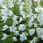 6x Delphinium Belladonna ‘Casa Blanca’ - Ridderspoor - Pot 9x9 cm