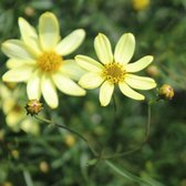 6x Coreopsis verticillata  ‘Moonbeam’ - Meisjesogen - Pot 9x9 cm