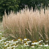 Calamagrostis acutiflora 'Karl Foerster' - Struisriet - Planthoogte: 30 cm - Pot Ø 17 cm (2 liter)