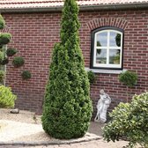 Thuja occidentalis 'Degroot Spire' - Westerse levensboom - Planthoogte: 40-50 cm - Pot Ø 19 cm (3 liter)