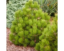 Pinus heldreichii 'Compact Gem' - Bosnische den - Planthoogte: 30-40 cm - Pot Ø 23 cm (5 liter)