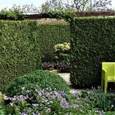 Thuja occidentalis 'Brabant' - Westerse levensboom - Planthoogte: 60-80 cm - Pot Ø 19 cm (3 liter)
