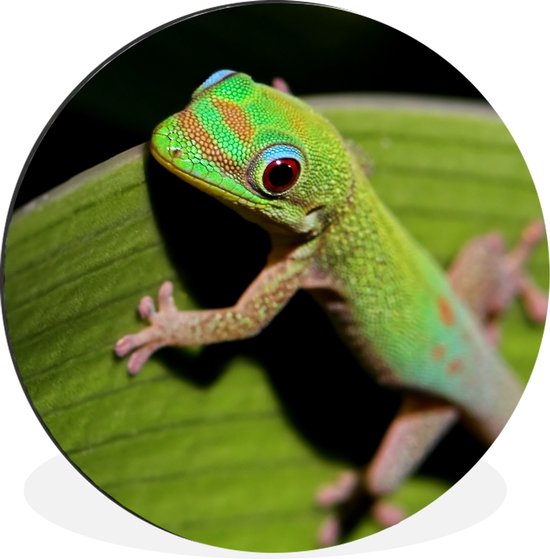 WallCircle - Wandcirkel - Muurcirkel - Baby gekko kijkt in de camera - Aluminium - Dibond - ⌀ 60 cm - Binnen en Buiten
