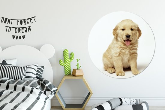Portrait photo d'un chiot Golden Retriever moelleux Cercle mural aluminium ⌀ 140 cm