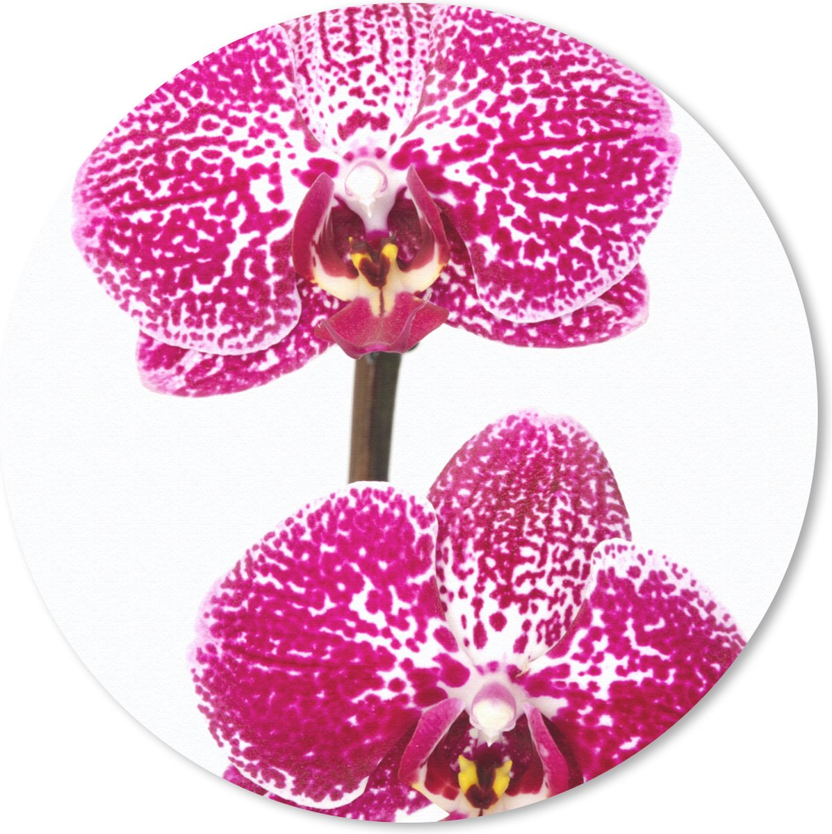 Muismat rond 30x30 cm - Mousepad Orchidee roze - Ronde muismatten