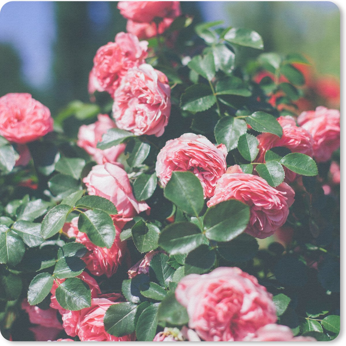 Muismat 30x30 cm - Mousepad Mooie roze roos in zomertuin - Muismatten