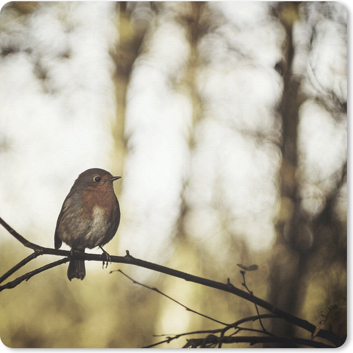 Muismat 30x30 cm - Mousepad Natuur - Roodborstje - Tak - Muismatten
