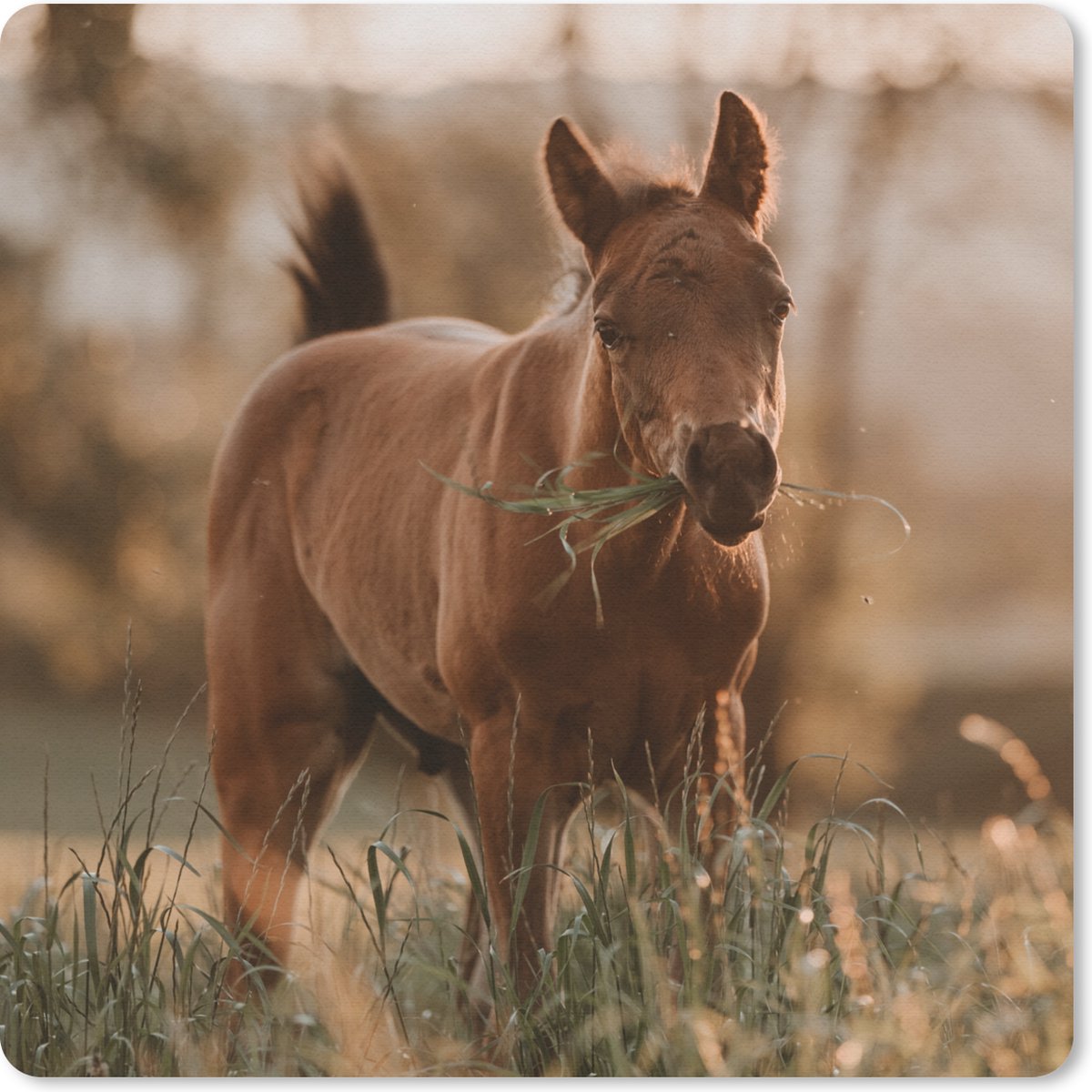 Muismat 30x30 cm - Mousepad Paard - Zon - Gras - Muismatten