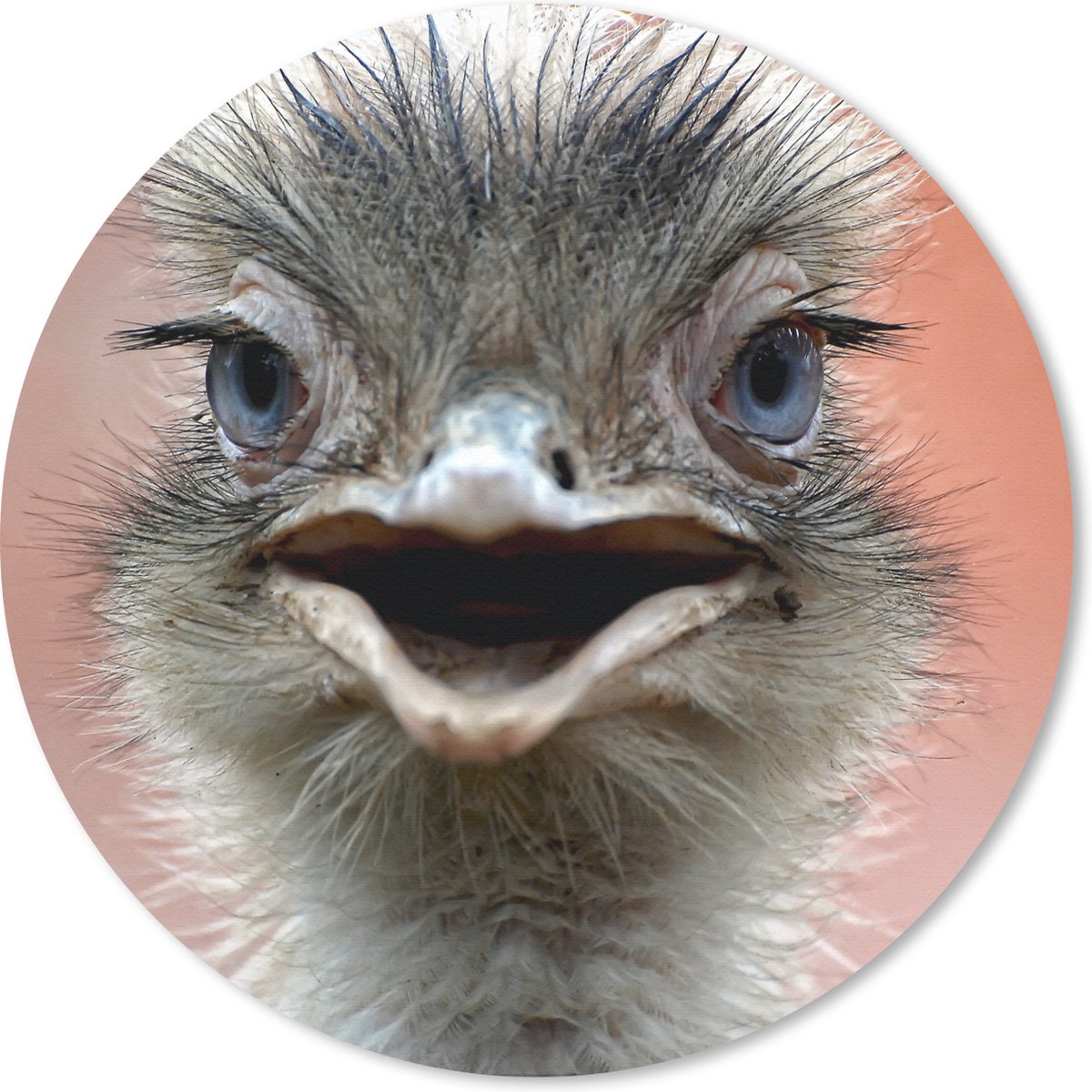 Muismat rond 40x40 cm - Mousepad Close-up struisvogel - Ronde muismatten