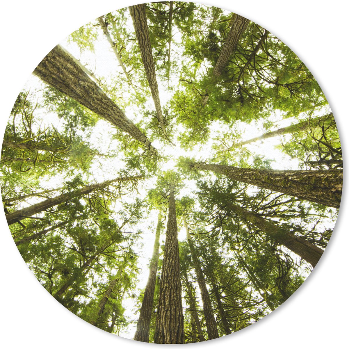 Muismat rond 50x50 cm - Mousepad Hoge groene bomen in jungle - Ronde muismatten