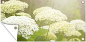 Tuinposter Een zee van witte hortensia's - 60x30 cm - Tuindoek - Buitenposter