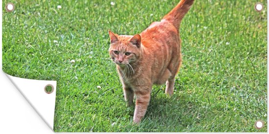 Tuinposter Kat - Rood - Kater - Meisjes - Kinderen - Jongens - Kind - 80x40 cm - Wanddecoratie Buiten - Tuinposter - Tuindoek - Schuttingposter - Tuinschilderij