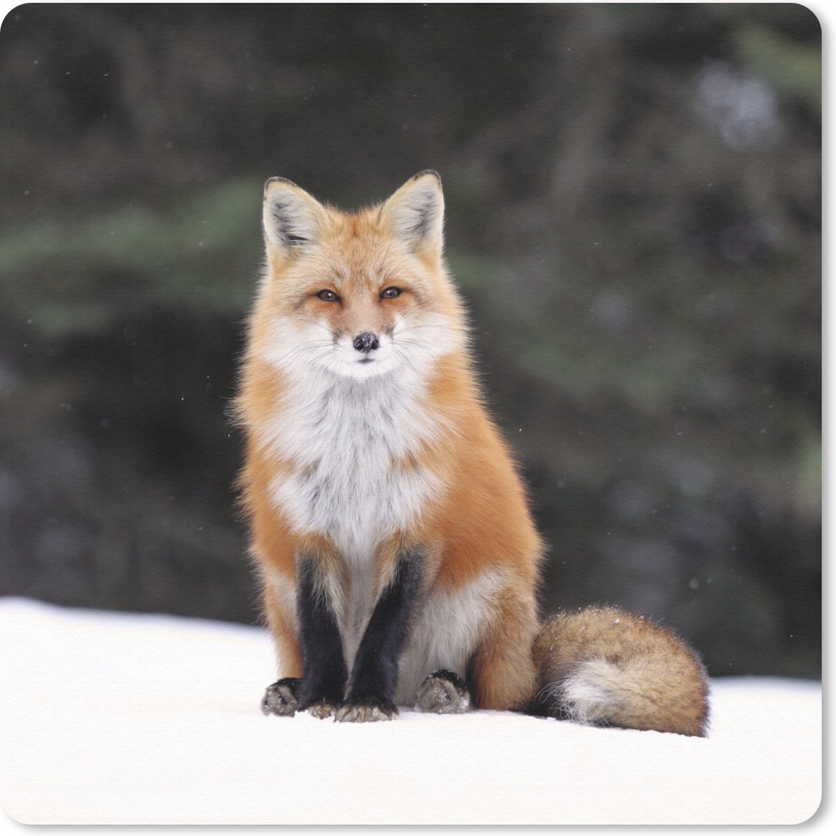 Muismat 30x30 cm - Mousepad Vos - Sneeuw - Rood - Muismatten