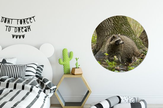 WallCircle - Wall Circle - Wall Circle Indoor - Raton Laveur - Water - Forêt - 90x90 cm - Décoration murale - Peintures Ronds