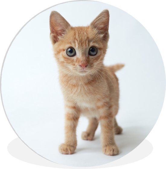 WallCircle - Wall Circle - Wall Circle Indoor - Chat - Rouge - Chaton - Filles - Enfants - Garçons - Enfant - 60x60 cm - Décoration murale - Peintures Ronds