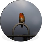 Cercle mural - Cercle mural - Robin - Vogel - Clôture - Aluminium - ⌀ 120 cm - Intérieur et Extérieur XXL