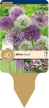 Zakje sieruibollen - Allium Largeflowering Mixed Colours - sieruien in gemengde kleuren - 40 bollen