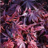 1x Acer palmatum 'Shaina' - Japanse esdoorn - Hoogre 40-60 cm in pot