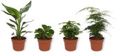 Set van 4 Kamerplanten - Asparagus Plumosus & Coffea Arabica & Peperomia Green Gold & Strelitzia Reginae - ± 25cm hoog - 12cm diameter