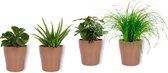 Set van 4 Kamerplanten - Aloe Vera & Peperomia Green Gold & Coffea Arabica & Cyperus Zumula - ± 25cm hoog - 12cm diameter - in koperen metallic look pot