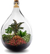 Stekkie Large ecosysteem | Planten terrarium in glazen pot - Nooit meer water geven - ↑ 52,5 cm - Ø 38 cm