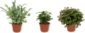 Set van 3 Kamerplanten - Coffea Arabica & Phlebodium Blue Star & Callisia Turtle - ±  30cm hoog - 12cm diameter