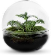 Biodome - kerstboom  -  ↑30cm / ø30cm