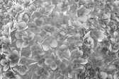 Fotobehang - Apple Tree Abstract III 375x250cm - Vliesbehang