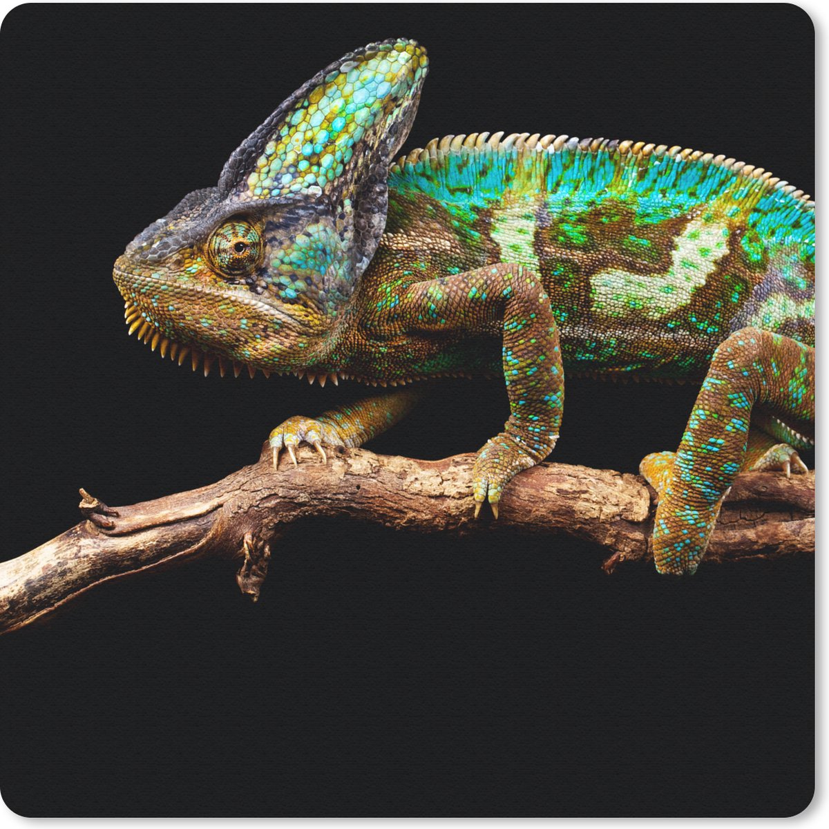 Muismat 20x20 cm - Mousepad Kameleon - Tak - Groen - Muismatten