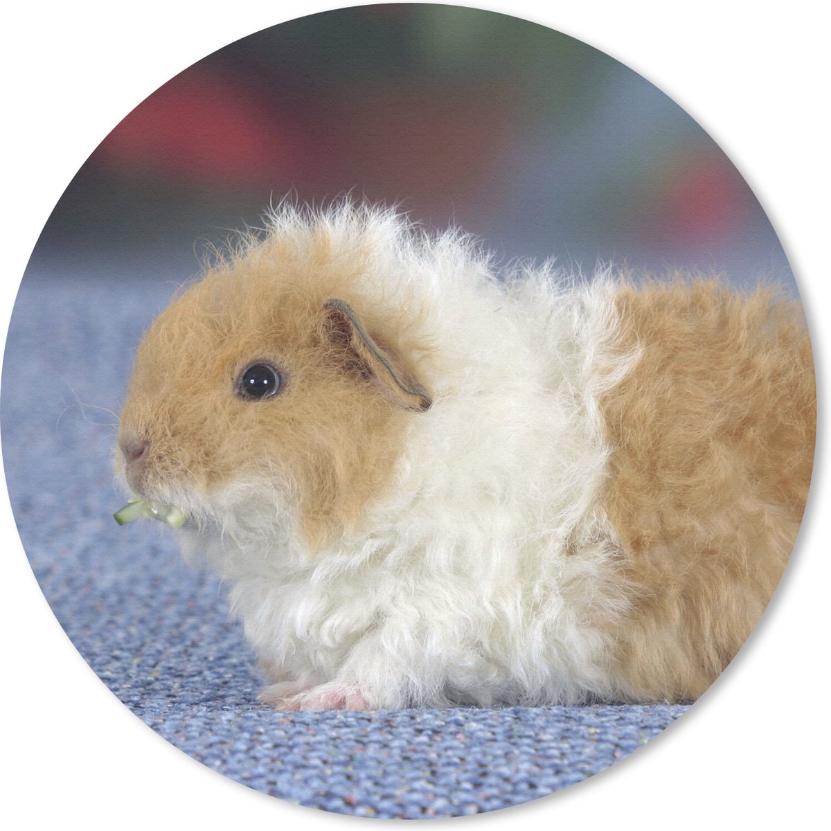 Muismat rond 30x30 cm - Mousepad Texel cavia - Ronde muismatten