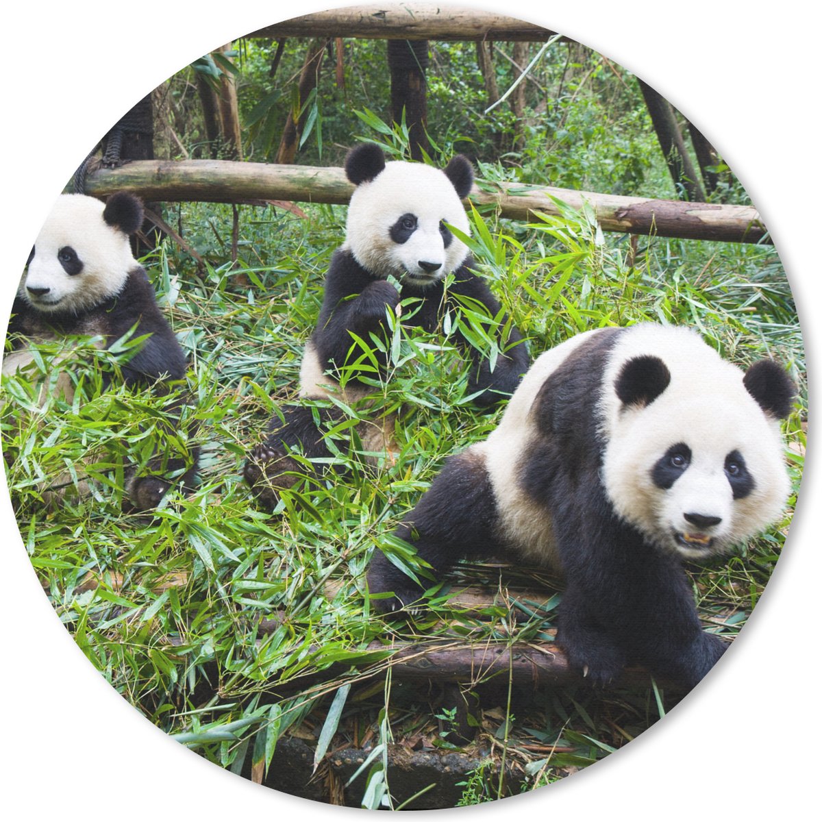 Muismat rond 40x40 cm - Mousepad Panda's - Bamboe - Bladeren - Ronde muismatten