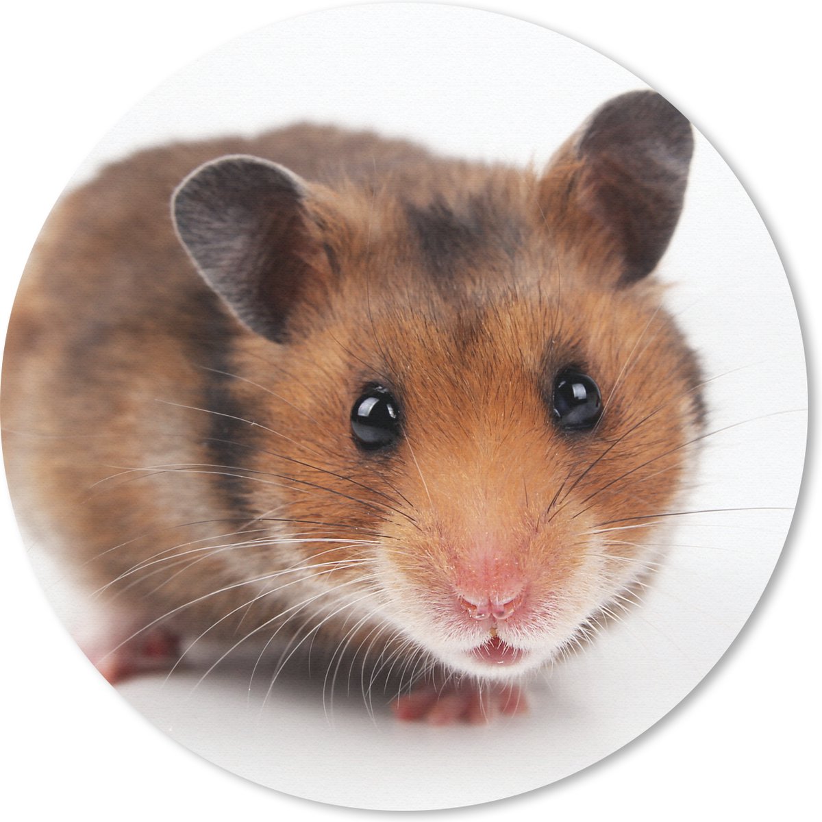 Muismat rond 30x30 cm - Mousepad Nieuwsgierige hamster - Ronde muismatten